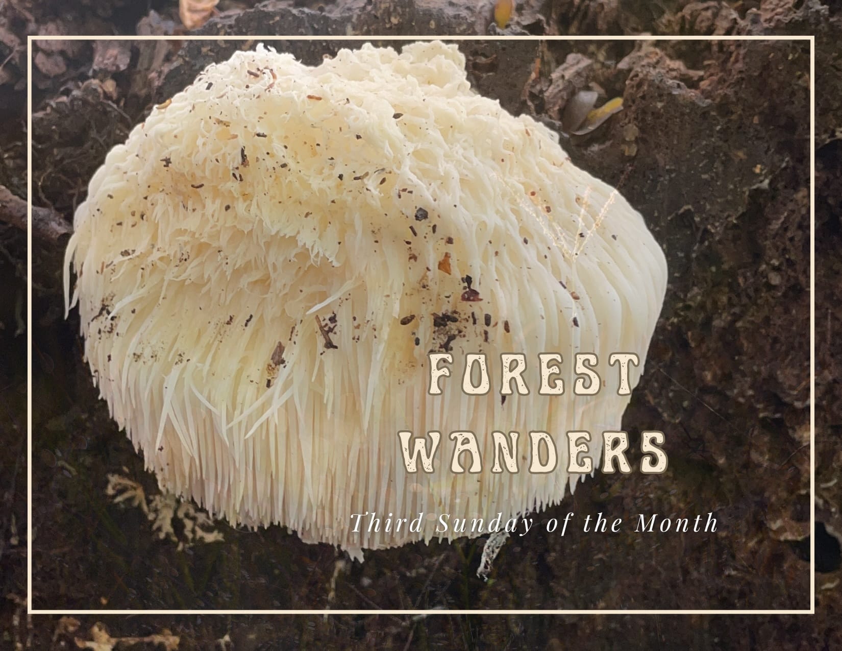 Forest Wander