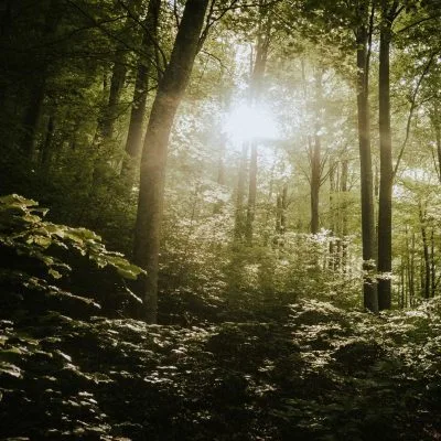 Forest Bathing / Mindfulness Walks