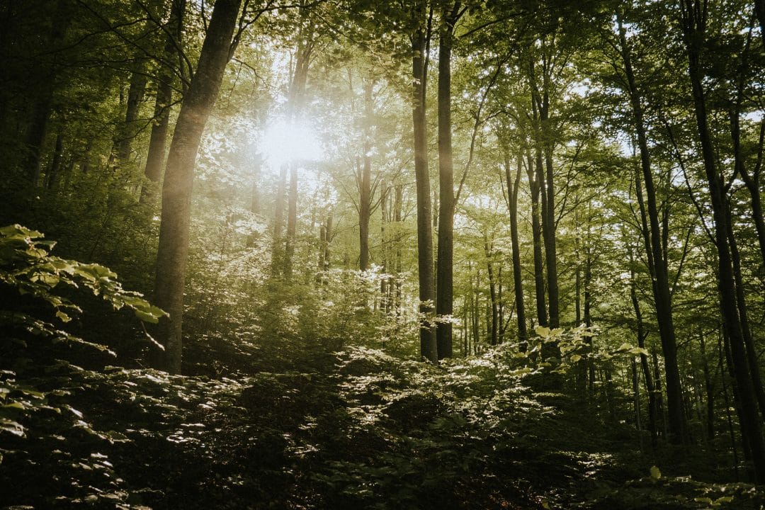 Forest Therapy/Bathing, Mindfulness Walks