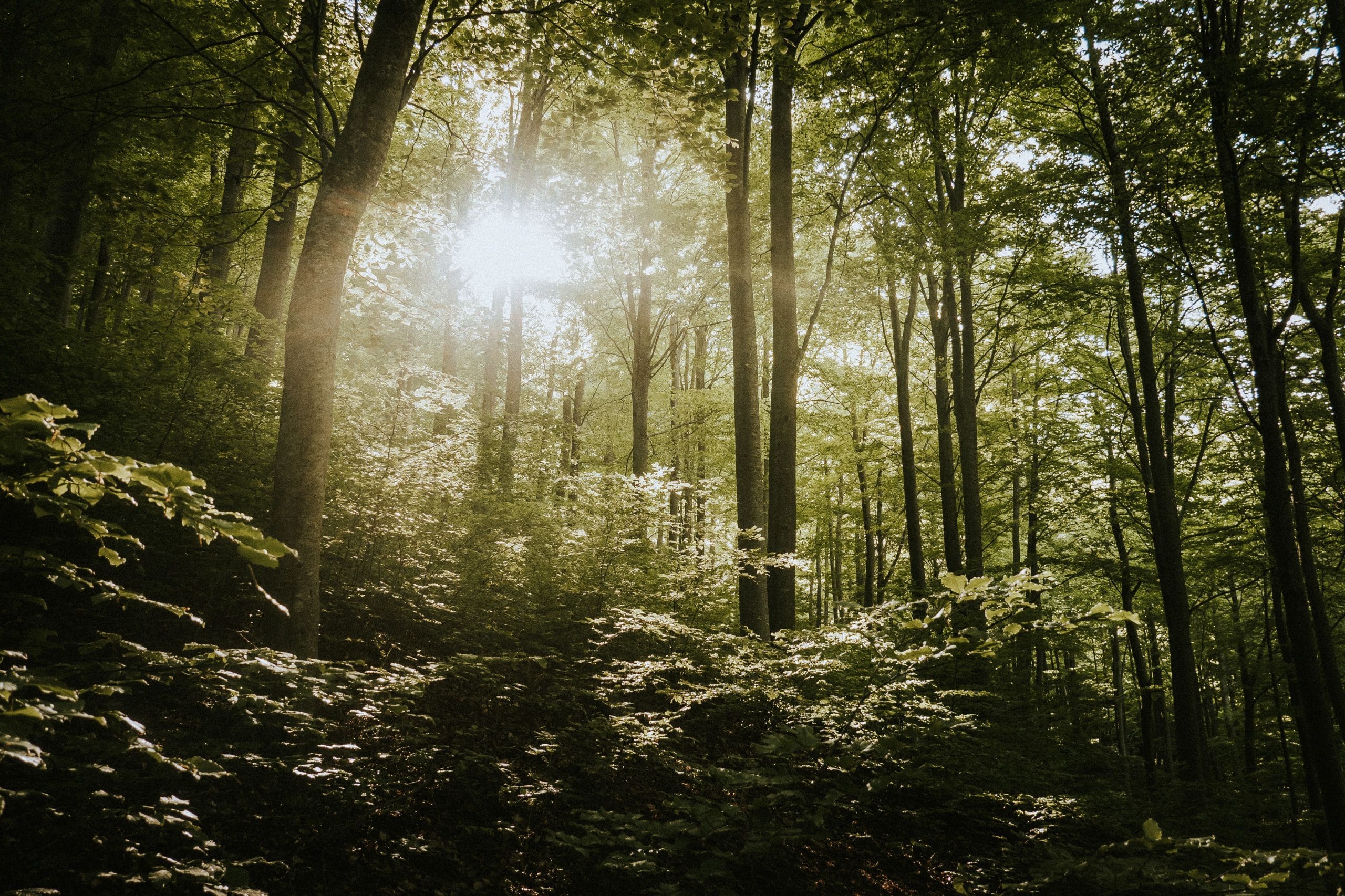 forest therapy